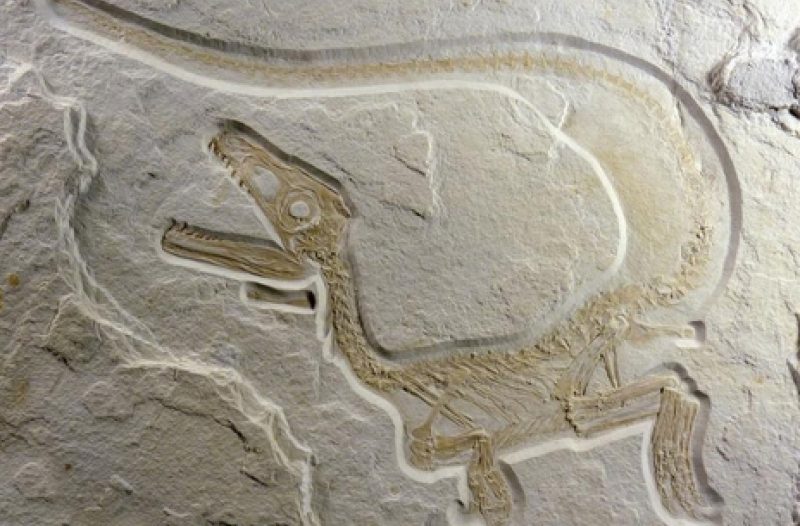 Buzet - grad-buzet.net - Novo otkriće dinosaura